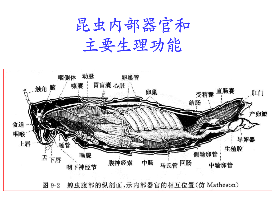 烹吃美女性器官_女性腹部器官位置图_掠食 游戏 女性器官 虫子