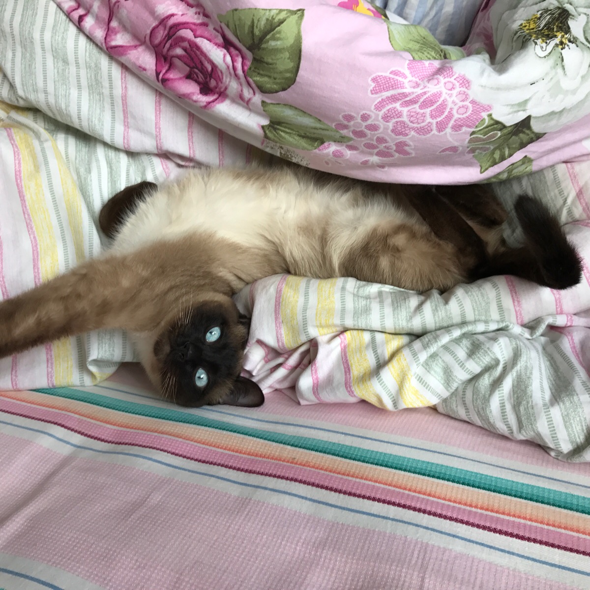猫补_猫补充微量元素吃什么_猫补血吃什么食物