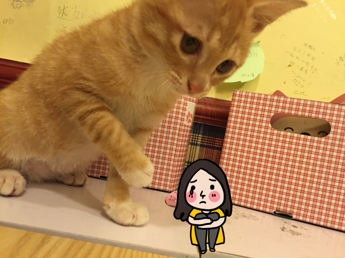 猫补充微量元素吃什么_猫补血吃什么食物_猫补