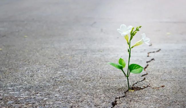 江寒月本人是谁_江寒月_江寒月明