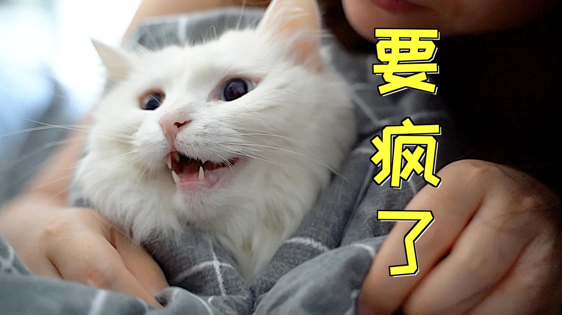 魔戒1高清在线手机观看_猫咪视频在线高清观看_亡魂战场国语版在线高清观看