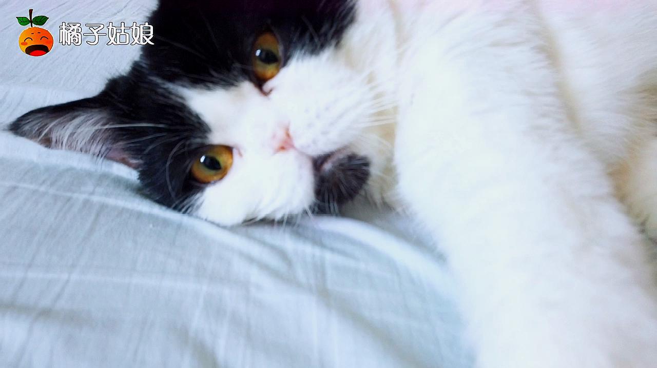 猫咪视频在线高清观看_魔戒1高清在线手机观看_亡魂战场国语版在线高清观看