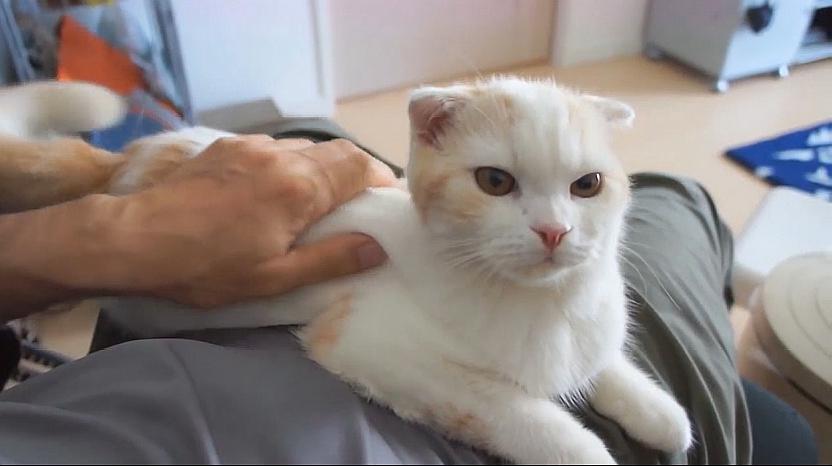 亡魂战场国语版在线高清观看_猫咪视频在线高清观看_魔戒1高清在线手机观看