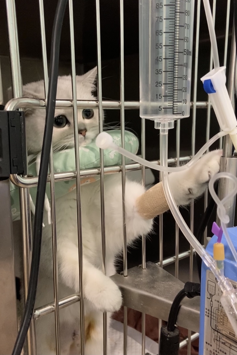 猫咪社区app破解版_猫咪官方社区app_猫咪app官网最新版本