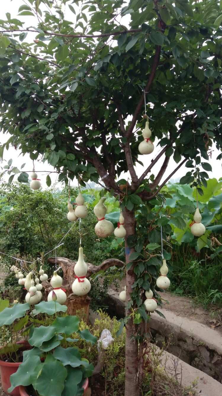 苹果葫芦能吃吗_苹果葫芦_葫芦苹果图片