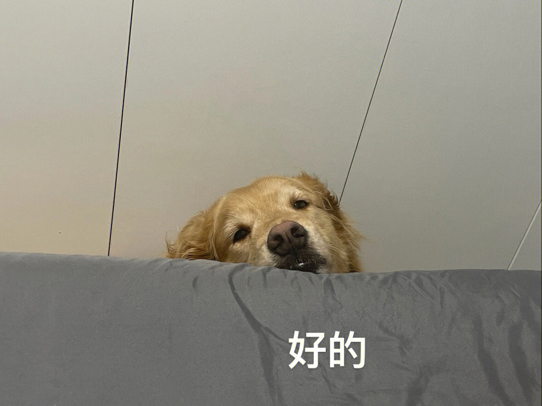 狗狗表情包图片搞笑_狗狗搞笑表情图片大全_狗狗搞笑表情图片包大全
