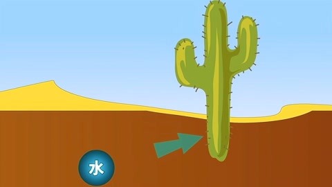 仙人掌兽超进化_仙人掌兽技能_仙人掌兽