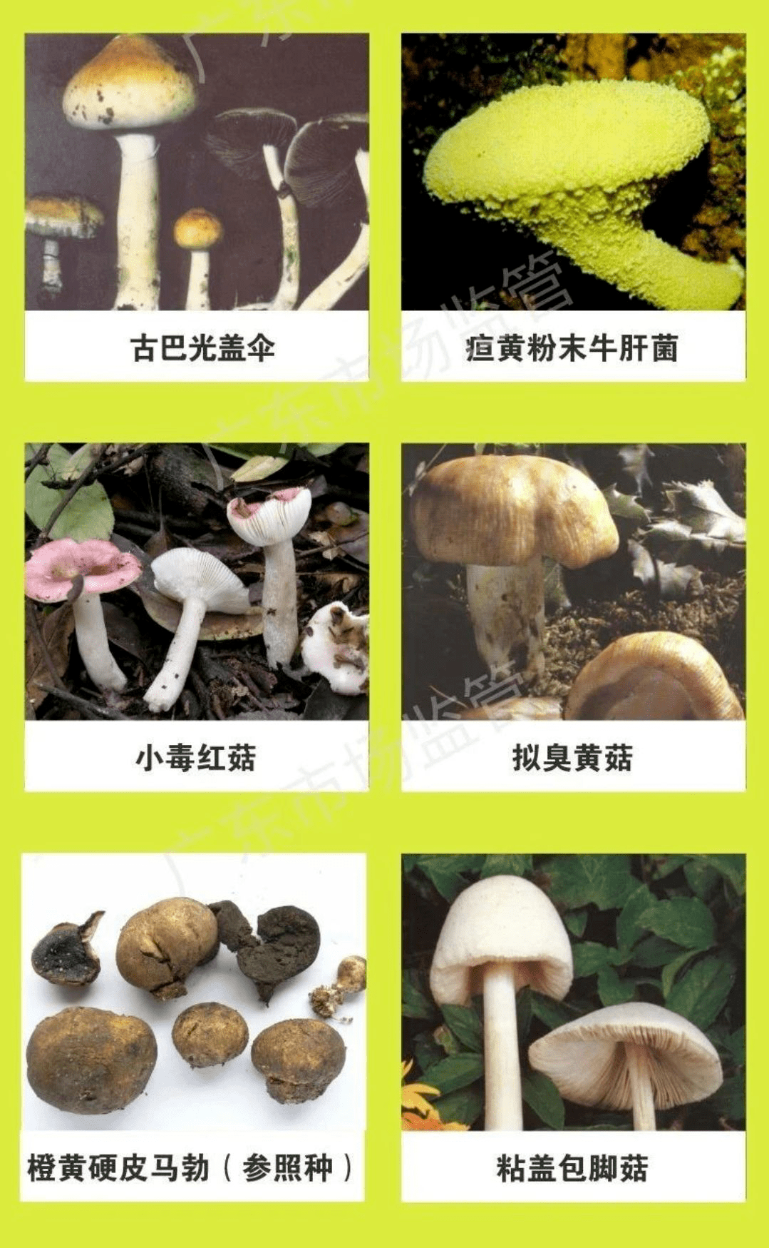 毒蘑菇性能测试入口_蘑菇毒性检测_蘑菇毒素检测方法