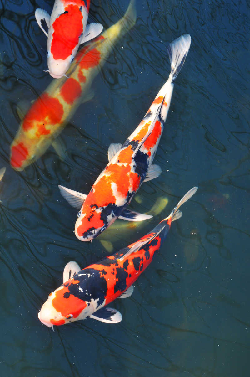 鲤夏_狐鲤鲤渣绘_花魁