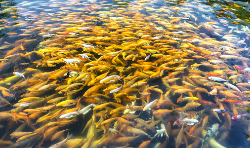 鲤夏_狐鲤鲤渣绘_花魁