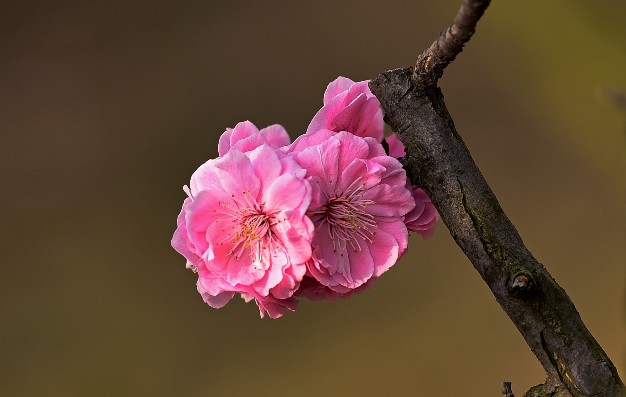 梅花魂梅花的精神_《梅花魂》梅花魂_梅花13