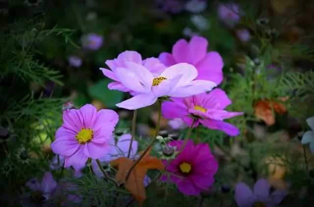 时花_花时来信_花时间是什么意思