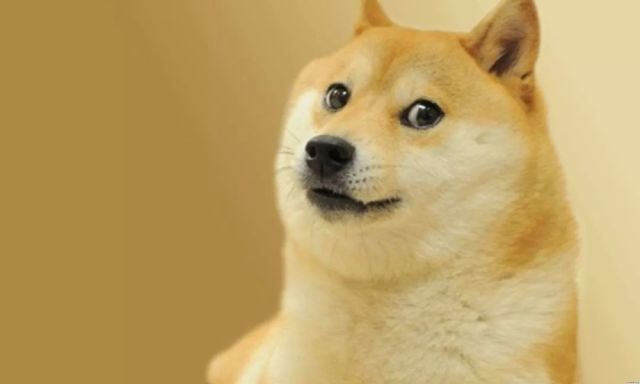 神烦狗壁纸_神烦狗doge_神烦狗