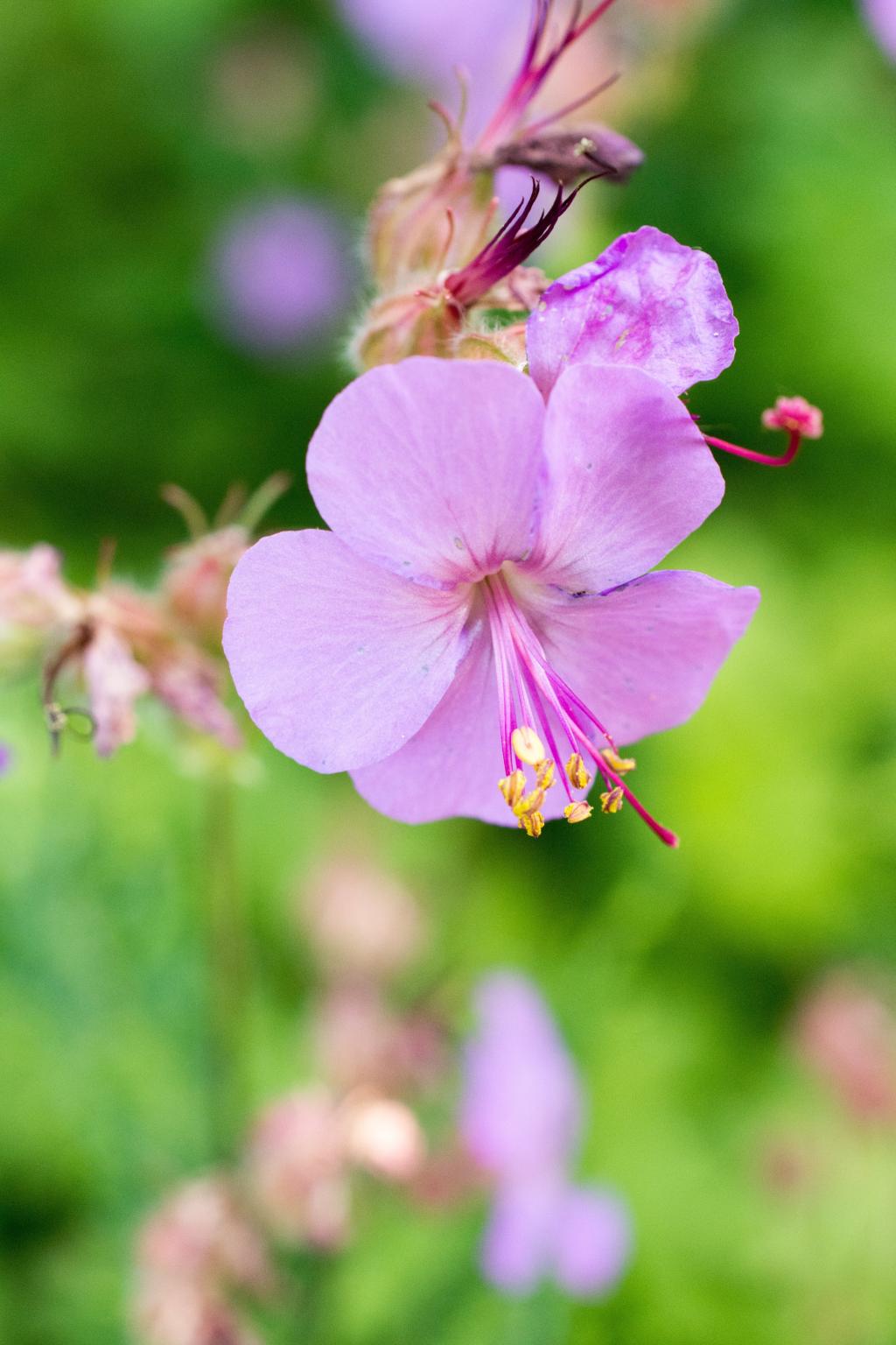 花园手游_花园植物大全_手机植物花园游戏