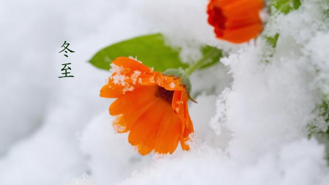 日历大雪是哪天_日历大雪代表什么_日历大雪