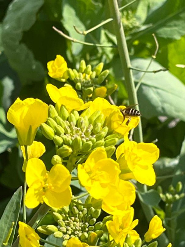 百花百花_百花什么_百花エミリ